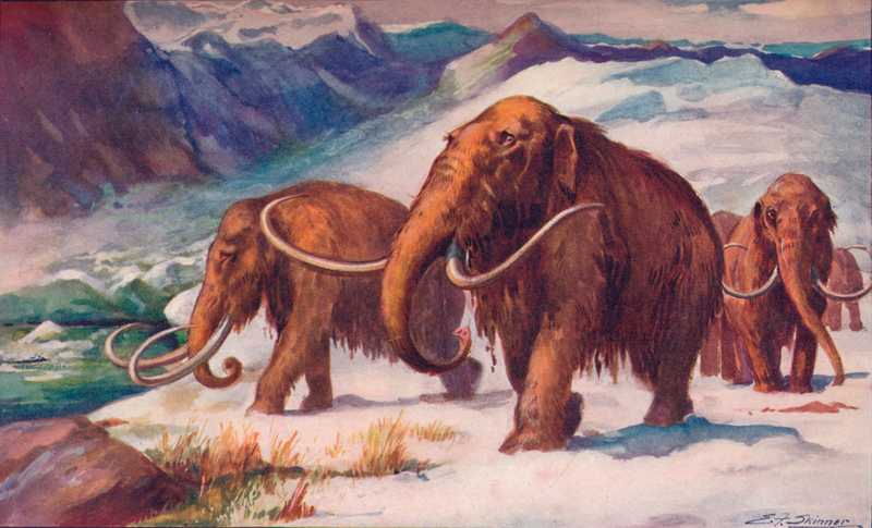 Mammoths roamed the Earth in the early ice age.